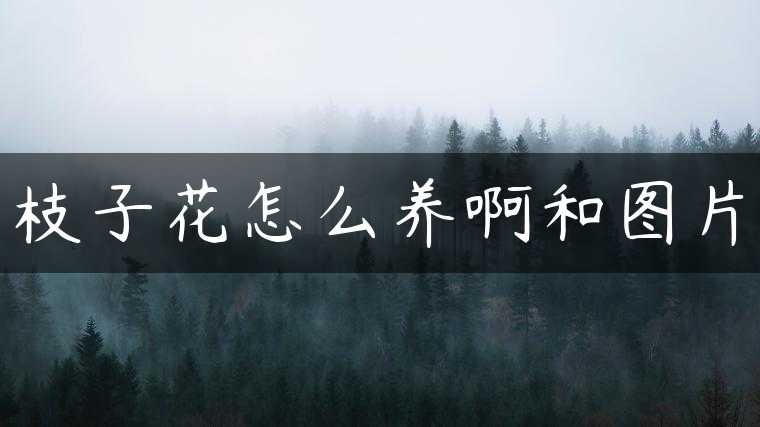 枝子花怎么养啊和图片