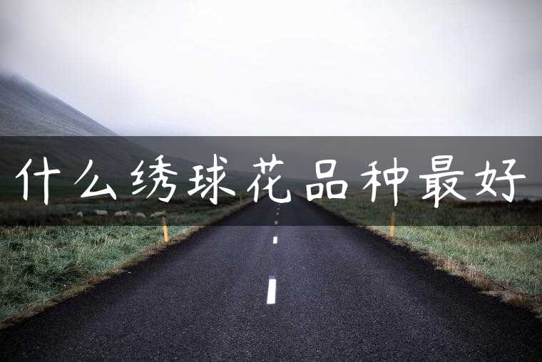 什么绣球花品种最好