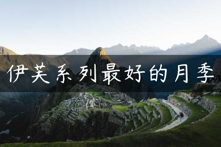 伊芙系列最好的月季