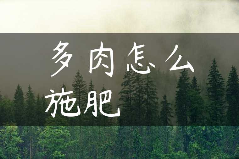 多肉怎么施肥
