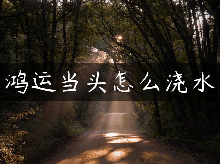 鸿运当头怎么浇水