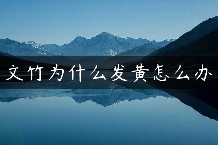 文竹为什么发黄怎么办