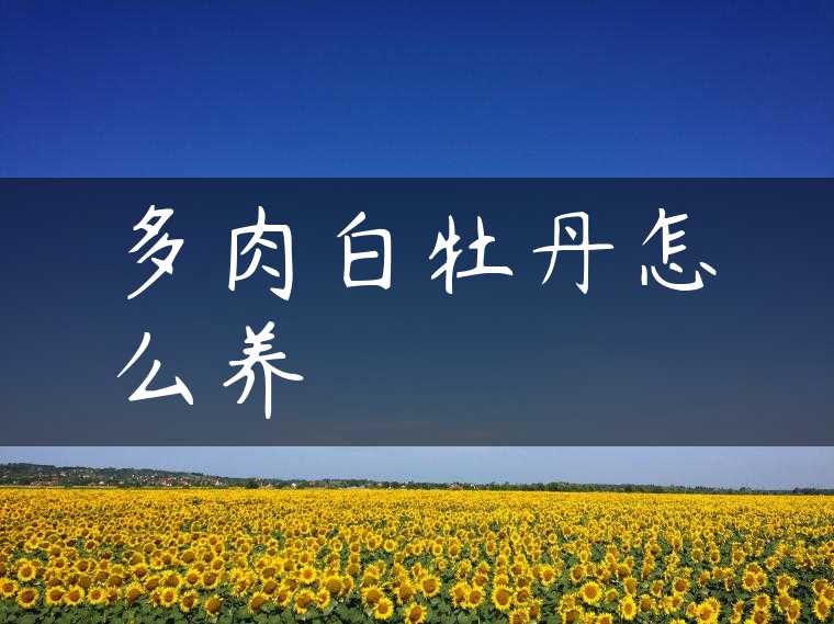多肉白牡丹怎么养