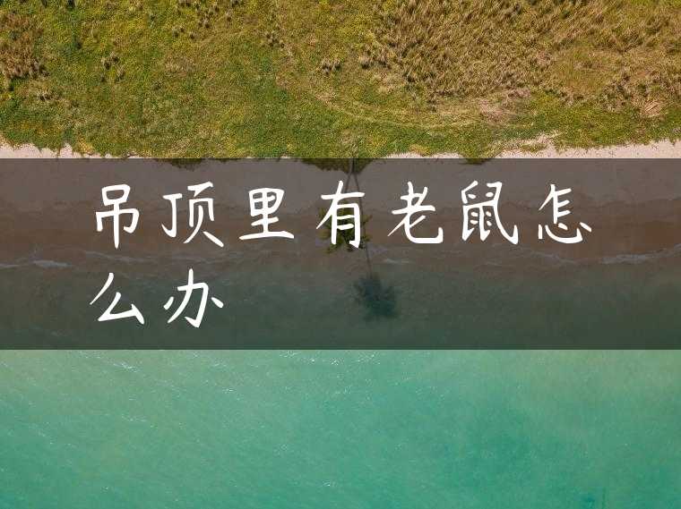 吊顶里有老鼠怎么办