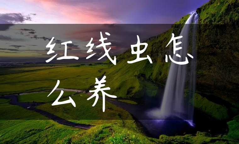 红线虫怎么养