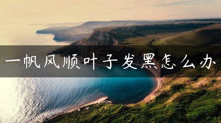 一帆风顺叶子发黑怎么办