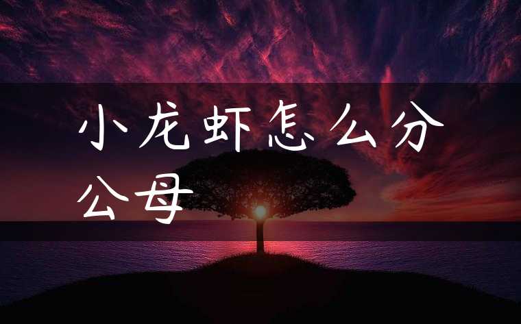 小龙虾怎么分公母