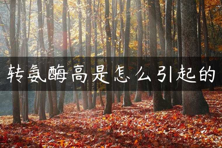 转氨酶高是怎么引起的
