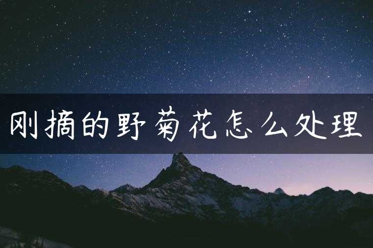 刚摘的野菊花怎么处理