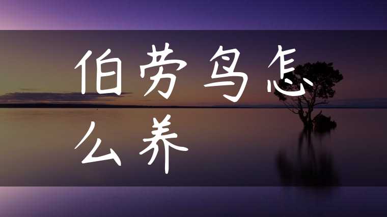 伯劳鸟怎么养