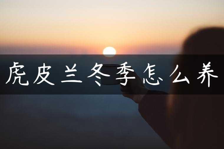 虎皮兰冬季怎么养