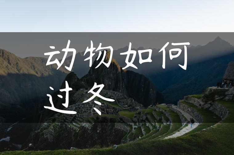动物如何过冬