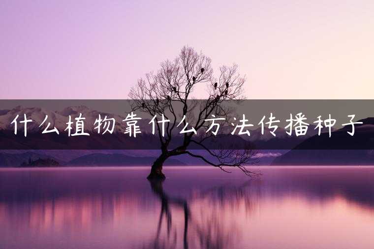 什么植物靠什么方法传播种子
