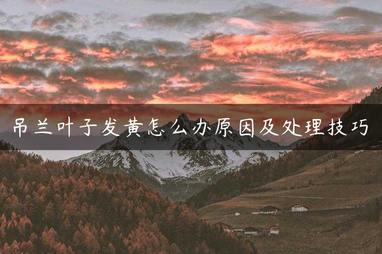 吊兰叶子发黄怎么办原因及处理技巧