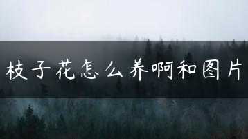 枝子花怎么养啊和图片缩略图