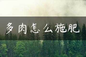 多肉怎么施肥缩略图