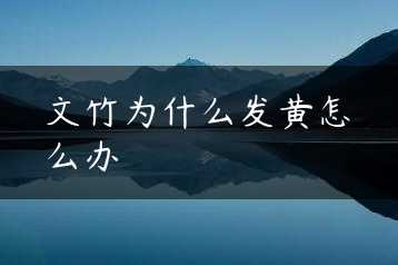 文竹为什么发黄怎么办缩略图
