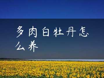 多肉白牡丹怎么养缩略图 多肉白牡丹怎么养缩略图