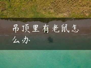 吊顶里有老鼠怎么办缩略图