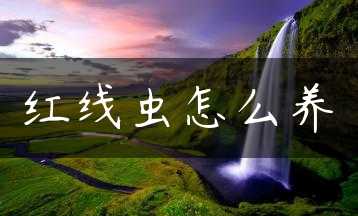 红线虫怎么养缩略图