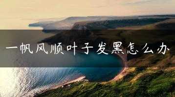 一帆风顺叶子发黑怎么办缩略图