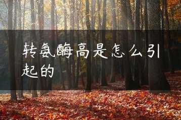 转氨酶高是怎么引起的缩略图