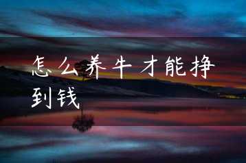 怎么养牛才能挣到钱缩略图
