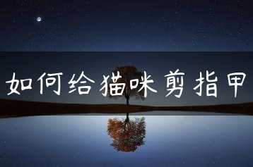 如何给猫咪剪指甲缩略图