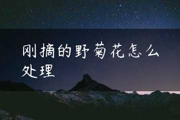 刚摘的野菊花怎么处理缩略图