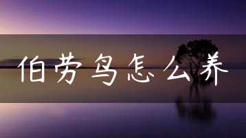 伯劳鸟怎么养缩略图