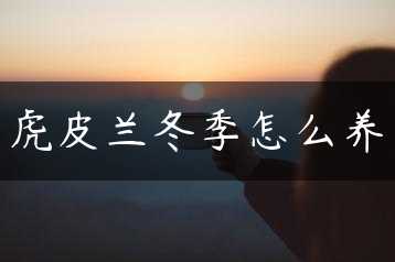虎皮兰冬季怎么养缩略图