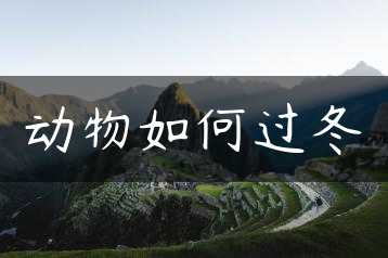 动物如何过冬缩略图