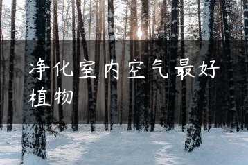 净化室内空气最好植物缩略图