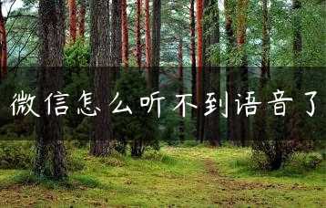 微信怎么听不到语音了缩略图