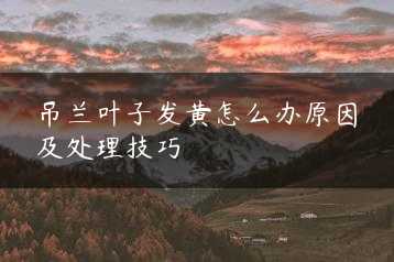 吊兰叶子发黄怎么办原因及处理技巧缩略图 吊兰叶子发黄怎么办原因及处理技巧缩略图